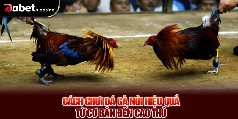 Cách chơi đá gà nòi hiệu quả – Từ cơ bản đến cao thủ