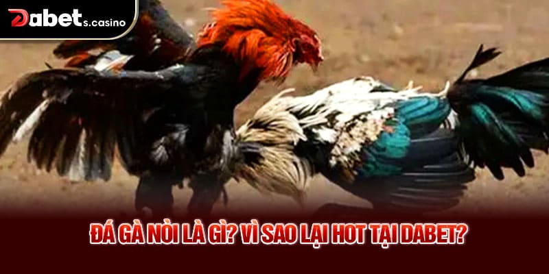 Đá gà nòi là gì? Vì sao lại hot tại Dabet?