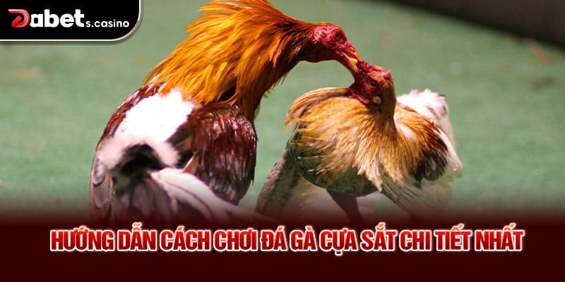 Hướng dẫn cách chơi đá gà cựa sắt chi tiết nhất