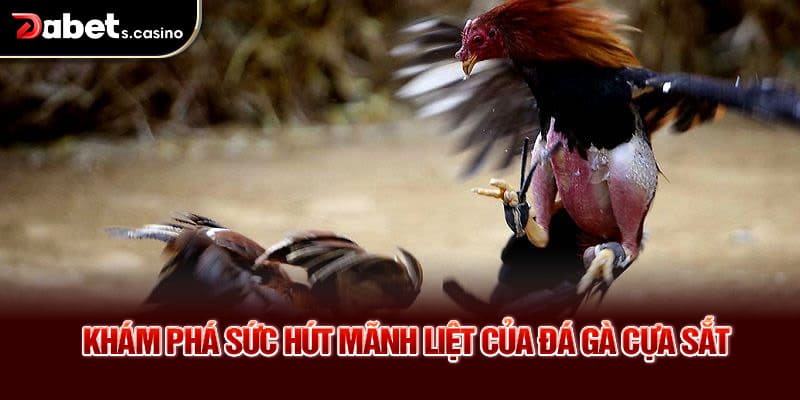 Khám phá sức hút mãnh liệt của đá gà cựa sắt