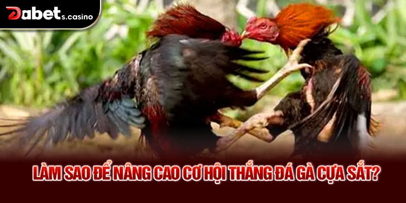 Làm sao để nâng cao cơ hội thắng đá gà cựa sắt?
