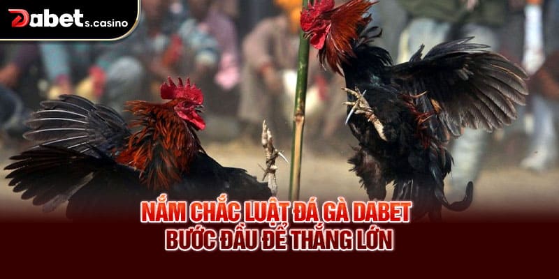Nắm chắc luật đá gà Dabet – Bước đầu để thắng lớn