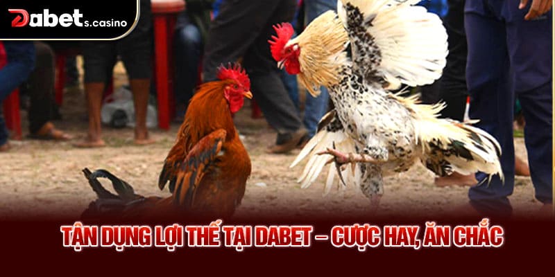 Tận dụng lợi thế tại Dabet – Cược hay, ăn chắc