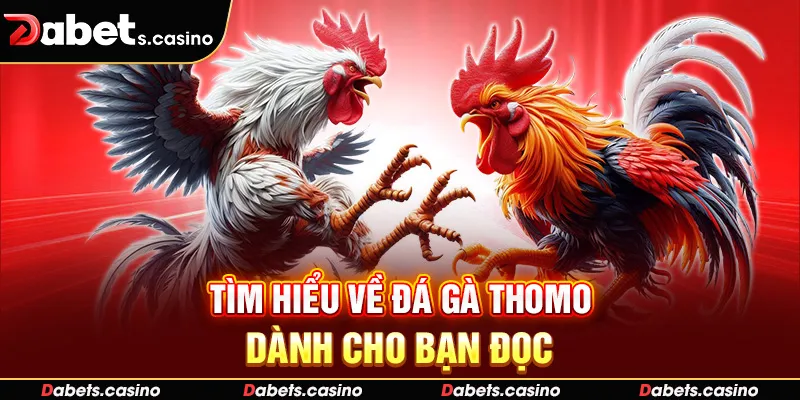Tìm hiểu về đá gà Thomo dành cho bạn đọc