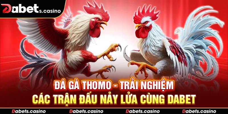 Đá Gà Thomo - Trải Nghiệm Các Trận Đấu Nảy Lửa Cùng Dabet